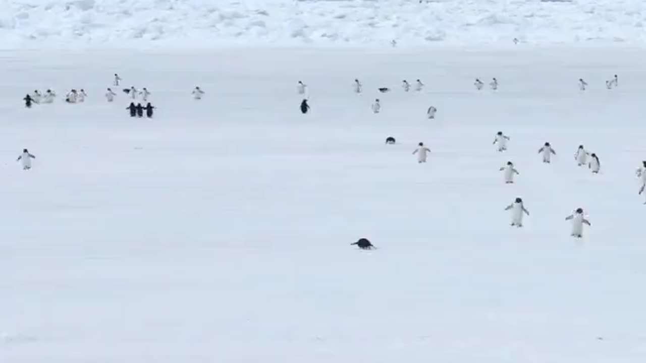 Pure Happiness: Delightful Penguins Spreading Joy