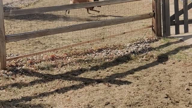 Belgian Malinois Morning workout