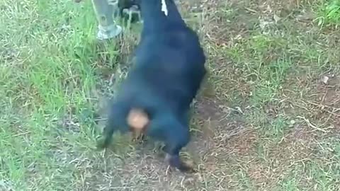 Sneak and dogs fight full video