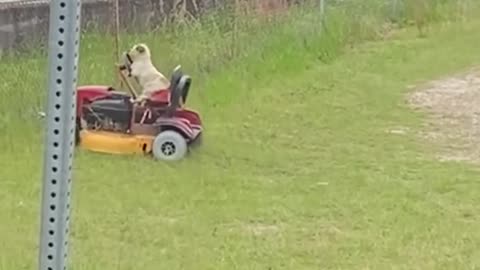 Dog mows the lawn