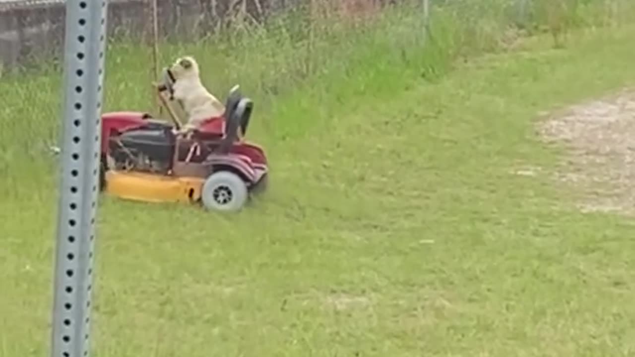 Dog mows the lawn