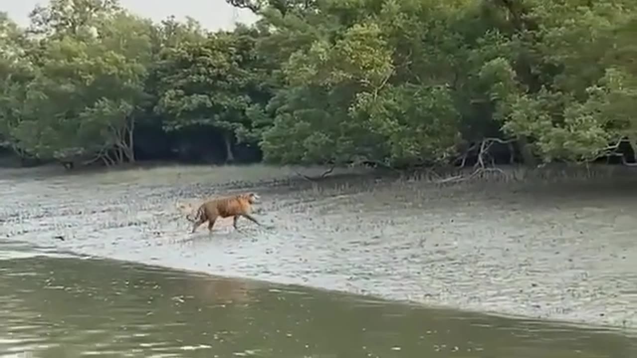 Sunderban & Royal Bengal Tiger