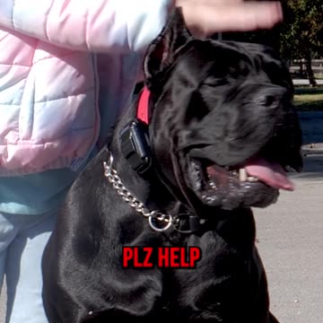 A 125-Lb Cane Corso Listens to a 4 Year Old
