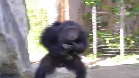 Funny Monkey Videos 🤣 Monkey will make you laugh 🤣