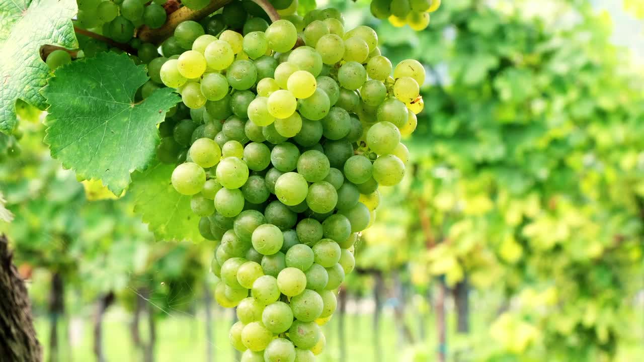 Beautiful Grapes