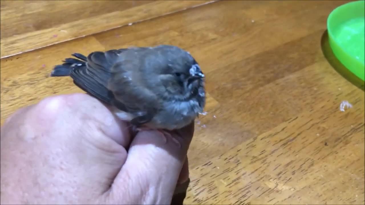 Baby Finch