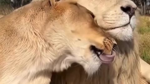 Love Of Lion And Lioness #shorts #shortsvideo #video #viral