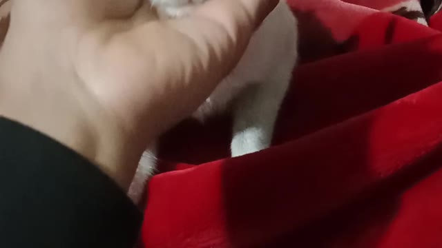 My cute cat play with me