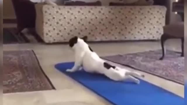 *TO FUNNY DOG EXERCISING*