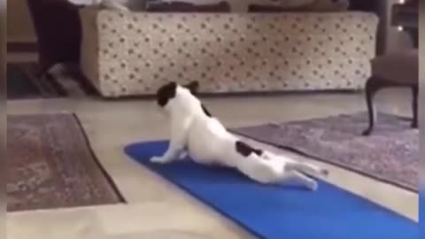 *TO FUNNY DOG EXERCISING*