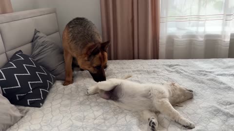 Golden Retriever Puppy Tries to Make Friends with German Shepherd