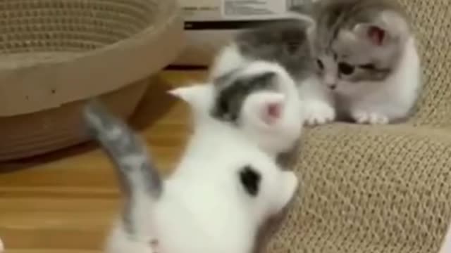 😀😃😄So Funny Cat Compilation 😻 😅🤣