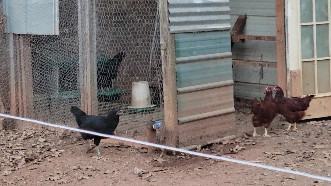 Moving chickens and getting more eggs