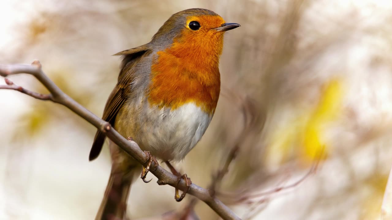 The Robin: Close Up HD Footage (Erithacus rubecula)