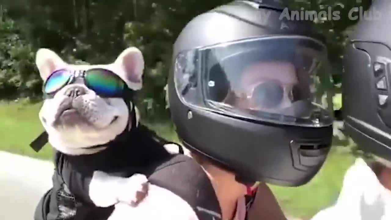 Funny And Cute Pets Doing Funny Things - Cats š¹ And Dogs š¶ Reactions š¤£