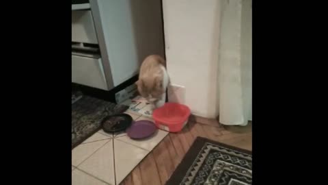 Cat drinks water by scooping it up with his paw