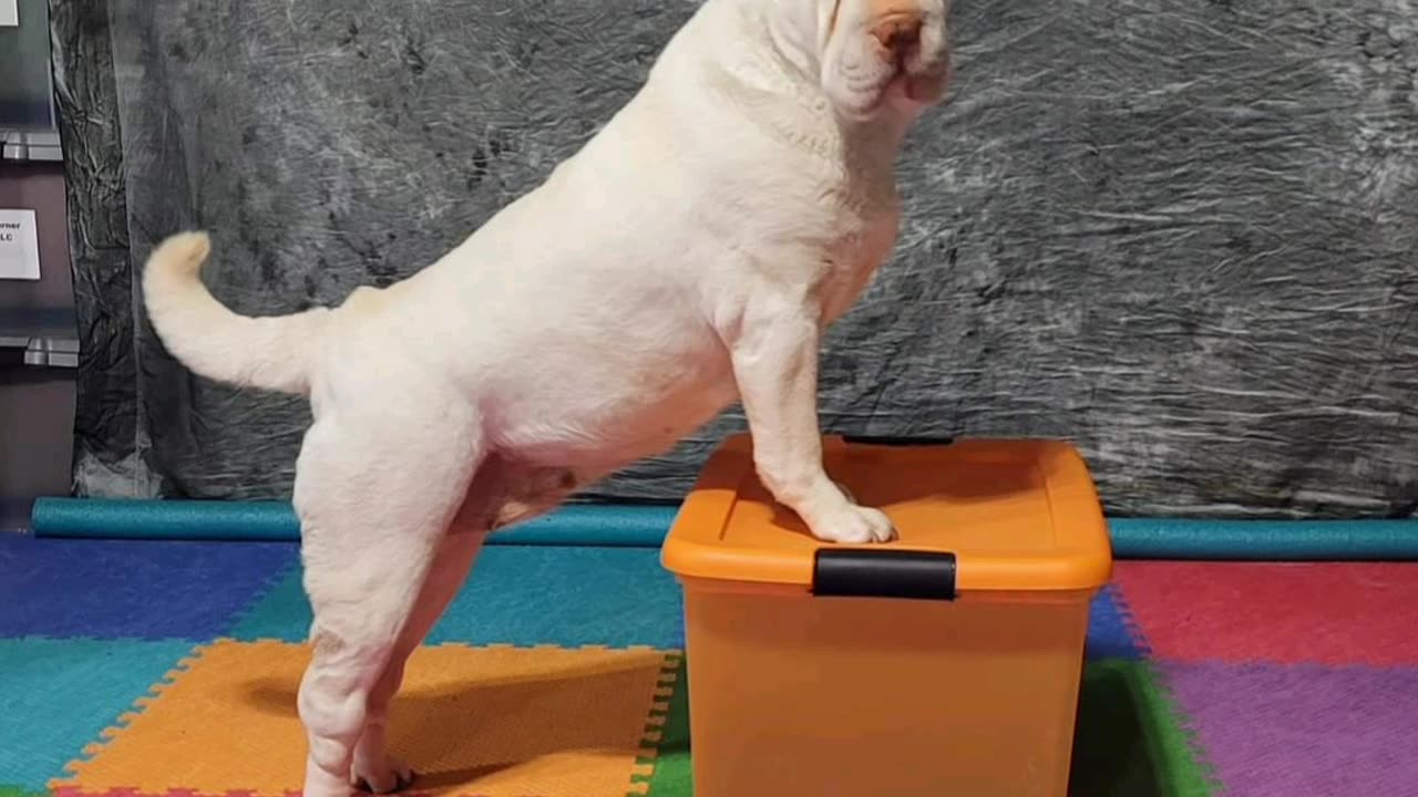 Tindrah's April 2023 photo challenge