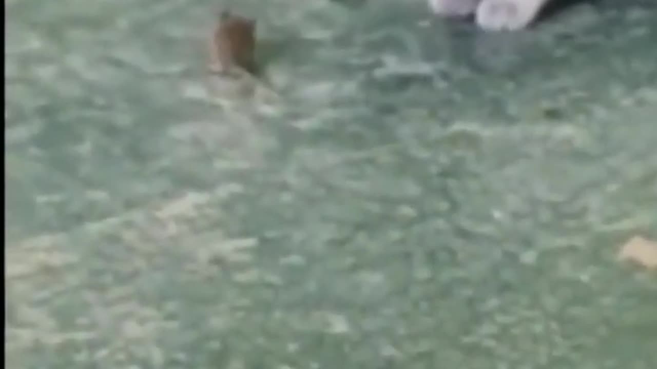#funny video 2024# Part25