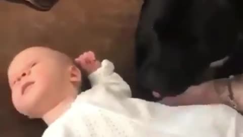 What's the difference between a baby hippo and a baby dog