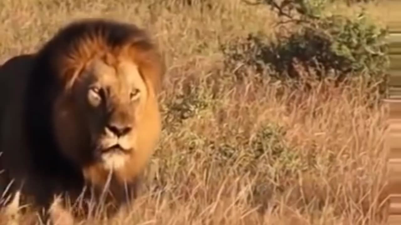 Massive black maned lion from South Africa