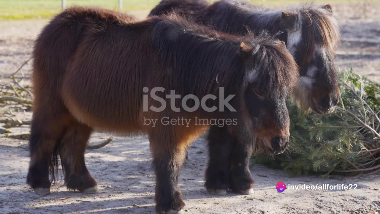 Smallest horses in the world