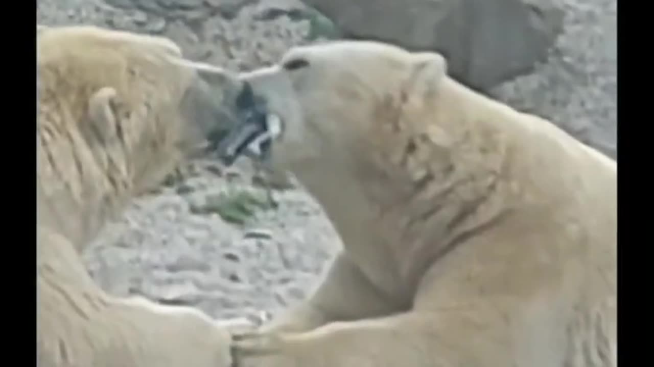 Polar Bear First Base