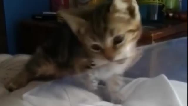 Funny cat video