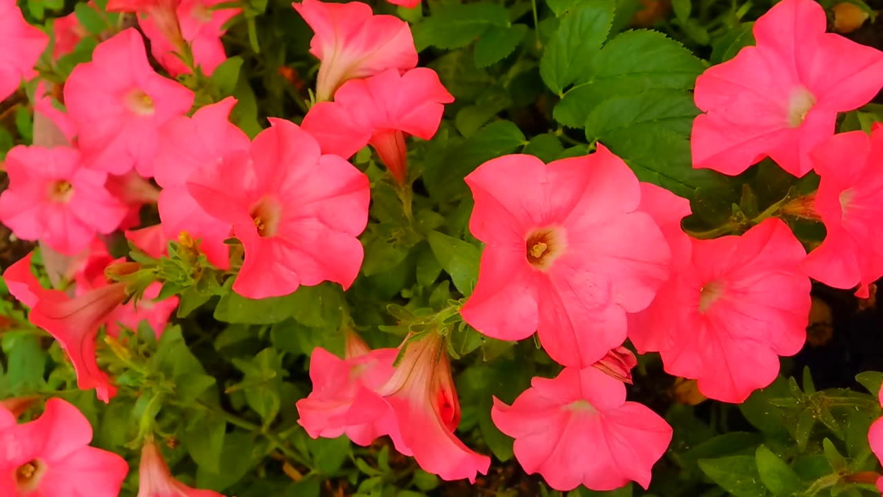 A wonderful pink flower