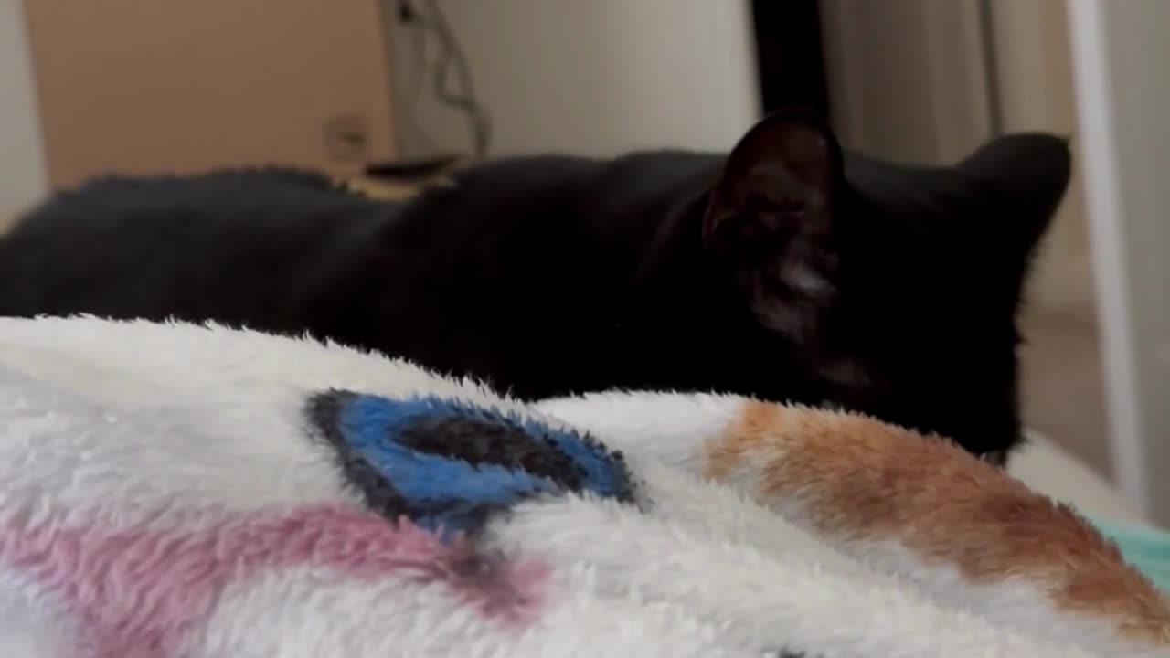 Adopting a Cat from a Shelter Vlog - Cute Precious Piper Loves to Be a Kitten #shorts