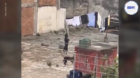 Dog attempts to steal hanging shirt from clothesline