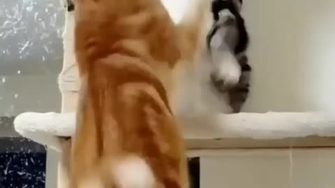 Cat fight