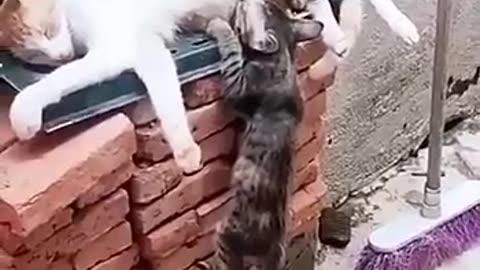 Funny animal 😄 video,,,