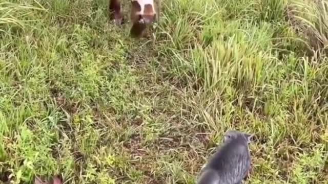 Funny Animals Videos2022