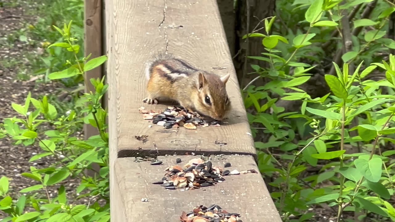 Chipmunk the seeds vacuum cleaner