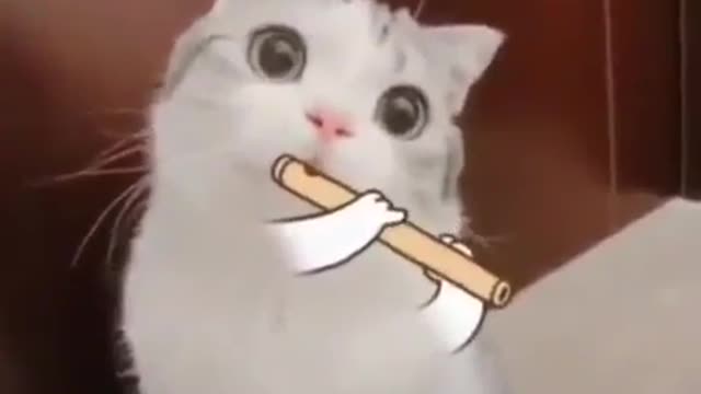 Cat plays a flute 😹