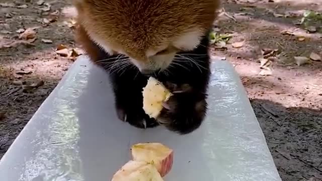 It's really nice to eat an apple on ice