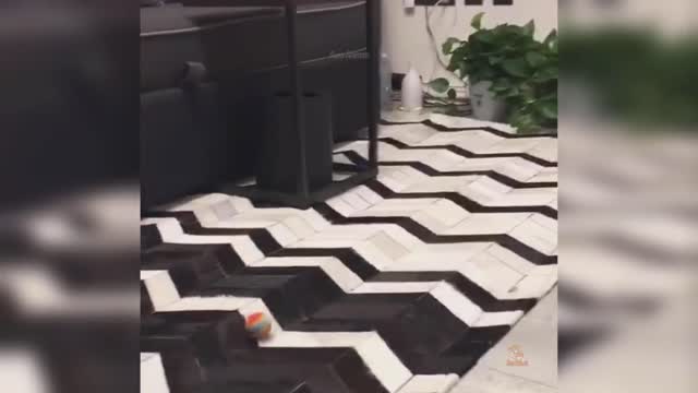Baby Cats - Cute and Funny Cat Videos Compilation