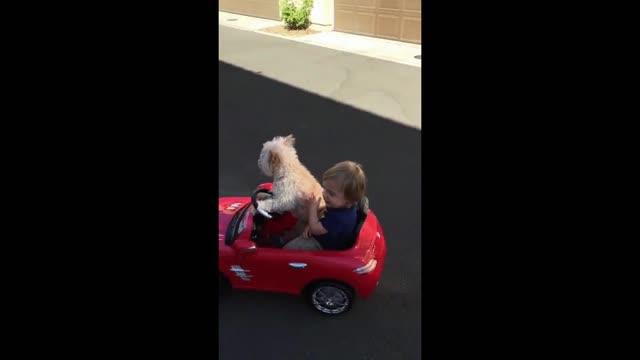 Gif video of dog driving car