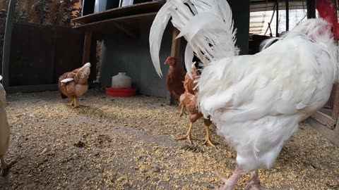 Backyard Chickens Relaxing Sounds Noises Hens Clucking Roosters Crowing!