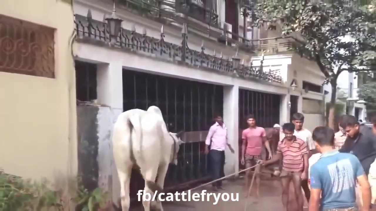 Funny animal karma 😅😅