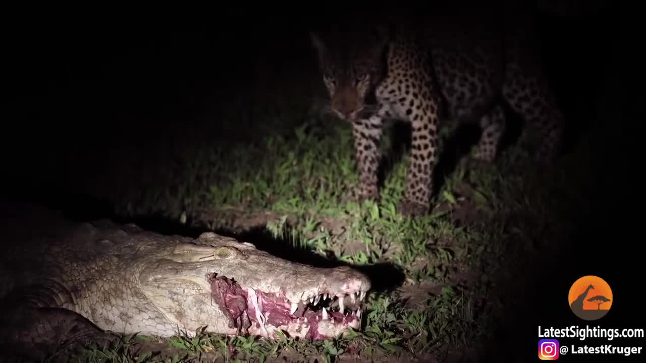 Leopard Eats Food Right Out a Crocodile's Mouth