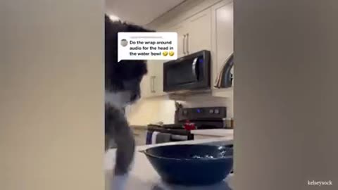 Cats funniest and most amusing cracter on earth