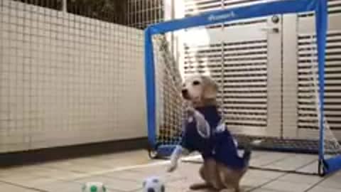 Goalkeeper has become a dog