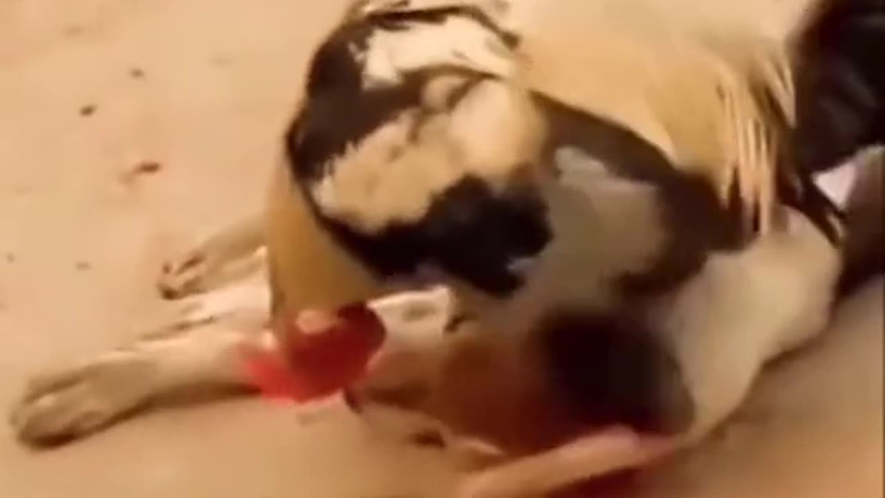 Dog and Hen funny video🤣