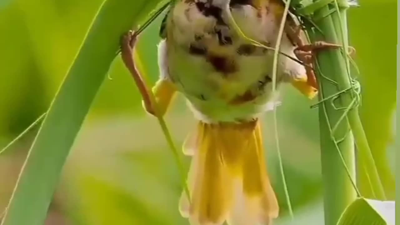 Shot video