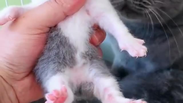 OMG So Cute Cats ♥ Best Funny Cat ❤️🐈Videos 2021 #shorts