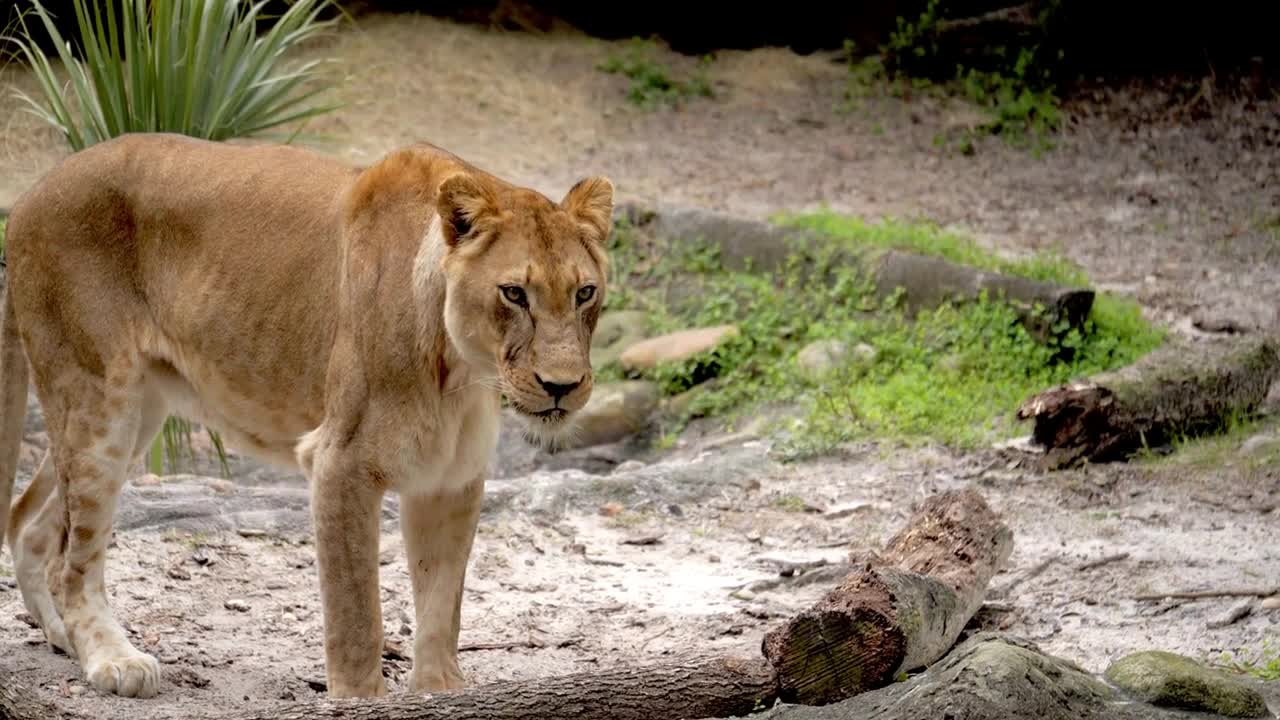 Lion, Lioness, Slow Motion Close Up at Zoo, Captivity