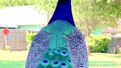 Beautiful peacock dance ❤️❤️❤️❤️