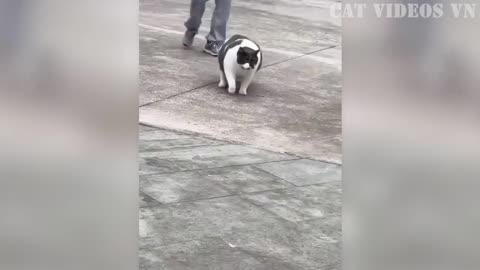 Funny animals video episode #10