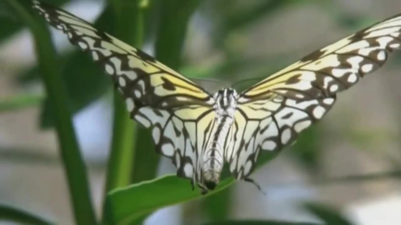 Top 10 Largest Butterflies in the World